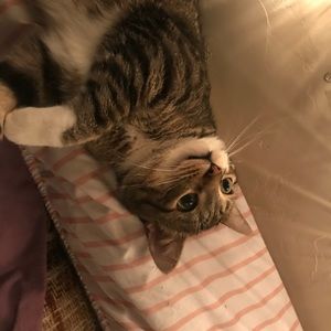 Meet your Posher, Reagan